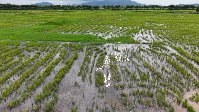 Free Range Ducks In Rice Field