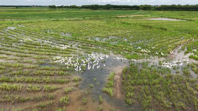 Ducks Gathered In Paddy Channel