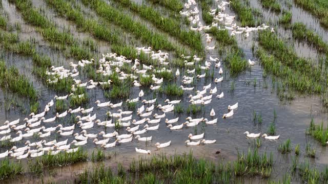Dense Duck Flock In Paddy