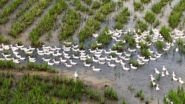 Ducks Swimming Among Rice Rows