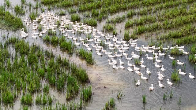 Close Aerial Of Duck Flock