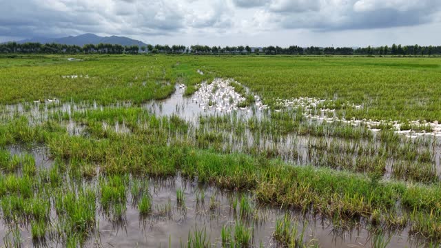 Ducks In Paddy Under Cloudy Sky