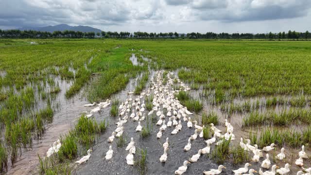 Duck Flock Marching Through Mud