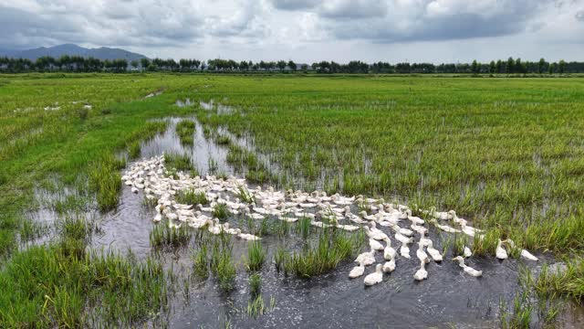 Ducks Feeding In Green Paddy