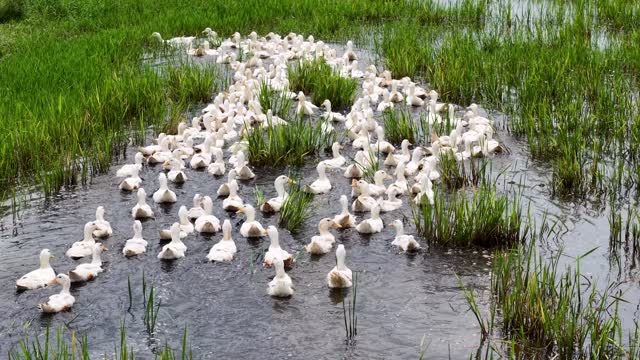 White Ducks In Green Wetland
