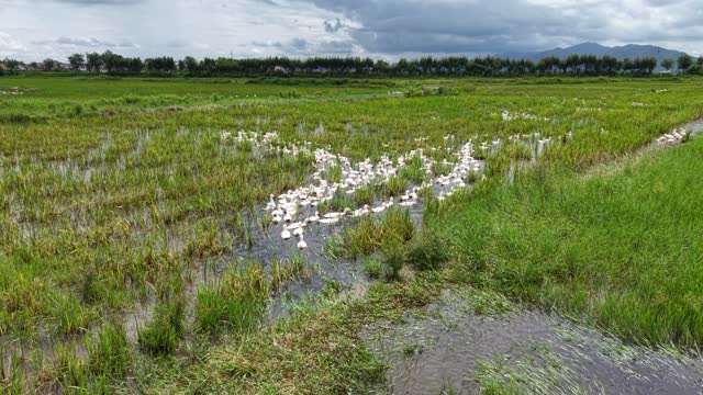 Ducks Along Paddy Waterway