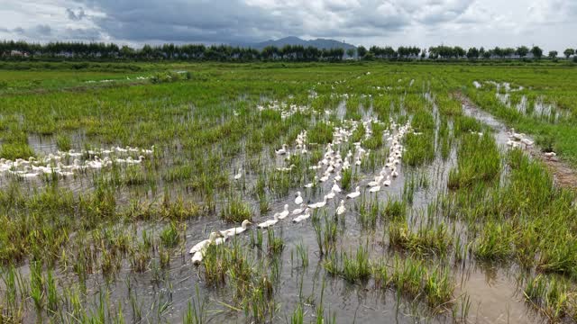 Duck Flock Feeding In Rice Field