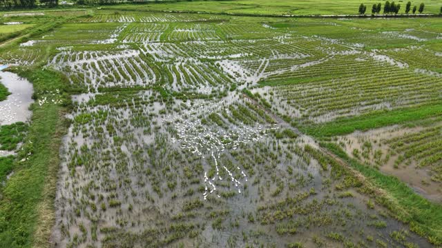 Ducks Scattered Over Paddy Grid