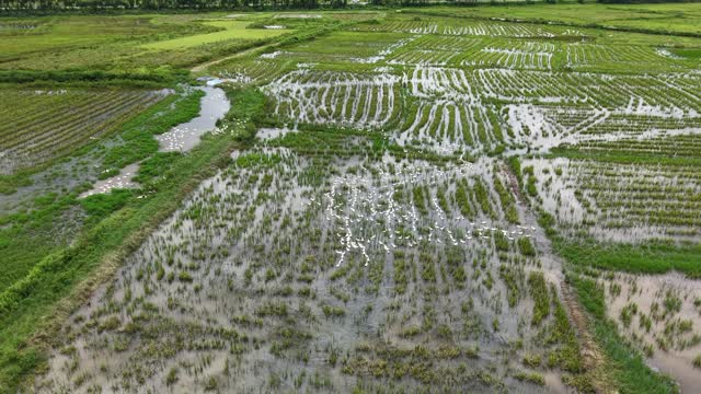 Duck Flock Across Wet Farmland