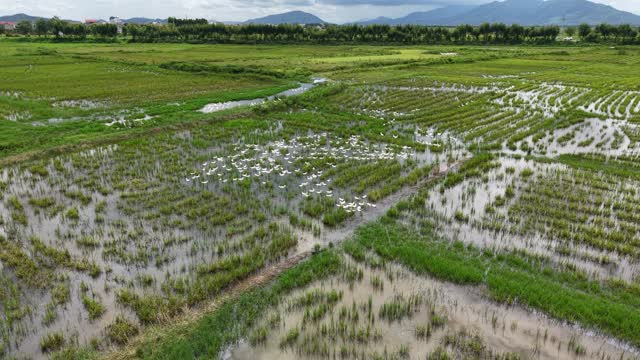 Ducks In Paddy Below Mountains