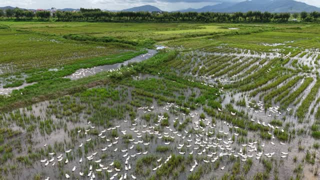 Duck Flock On Flooded Field
