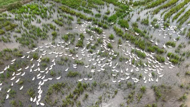 Ducks Foraging In Open Paddy