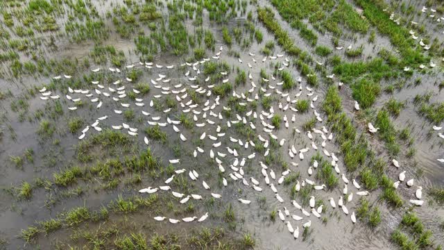 White Ducks In Muddy Wetland
