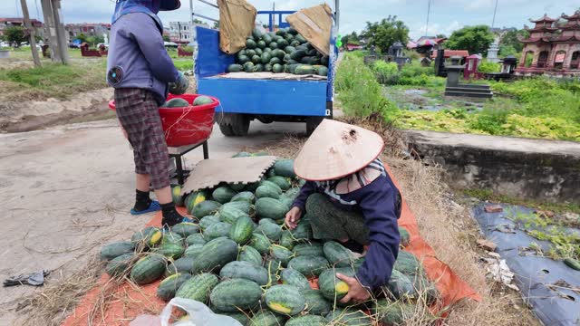 Loading Watermelons Onto Farm Truck