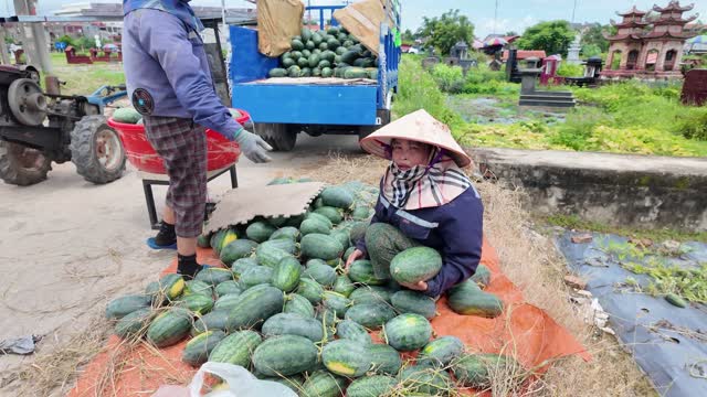 Farmer Sorting Fresh Watermelons