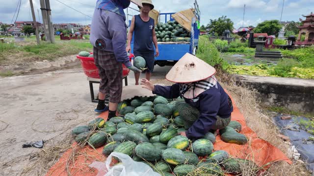 Rural Watermelon Harvest Loading Scene