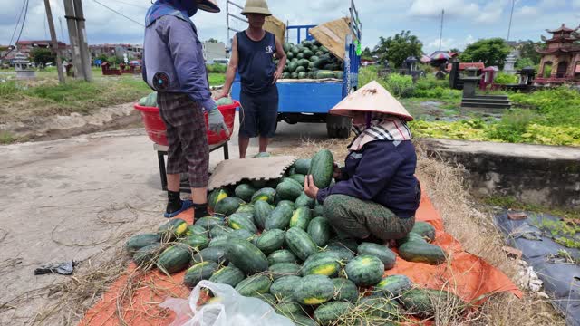 Woman Sorting Watermelons By Truck