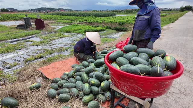 Watermelon Harvest In Rural Field