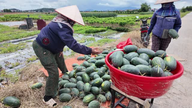 Gathering Melons Into Red Basin