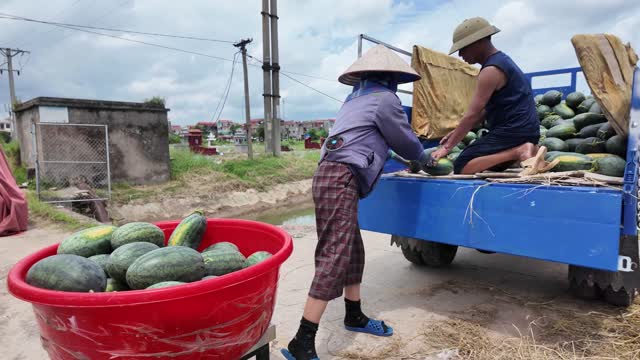 Loading Watermelons Into Basin Cart