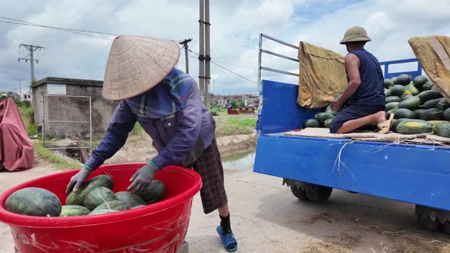 Woman Lifting Watermelons Into Basin