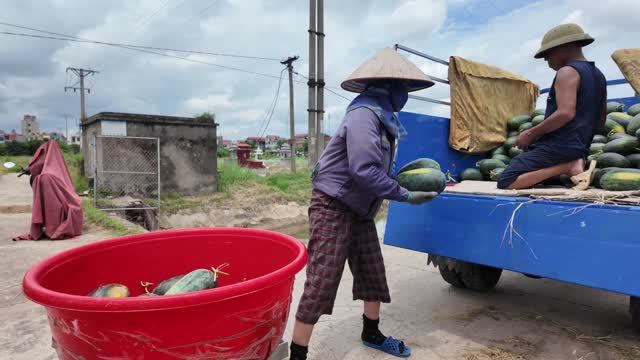 Carrying Watermelon To Truck