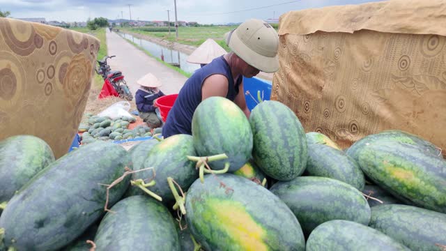 Pile Of Fresh Green Watermelons