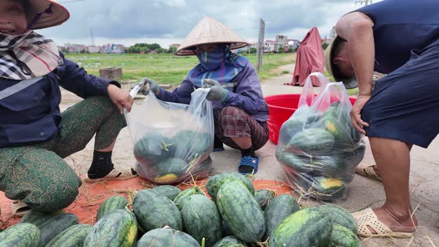 Bagging Watermelons For Market