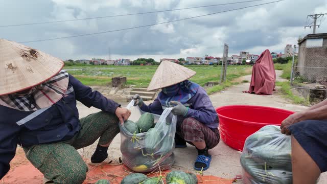Packing Watermelons Into Bags