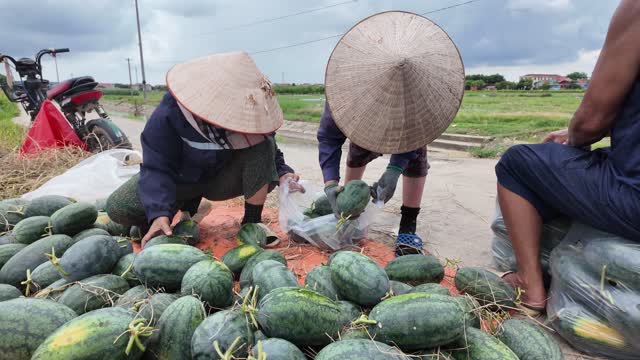 Women Bagging Fresh Watermelons