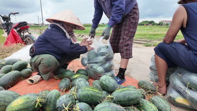 Packing Melons On Roadside Tarp