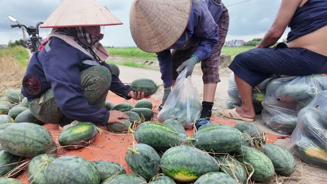 Farmer Bagging Ripe Watermelons