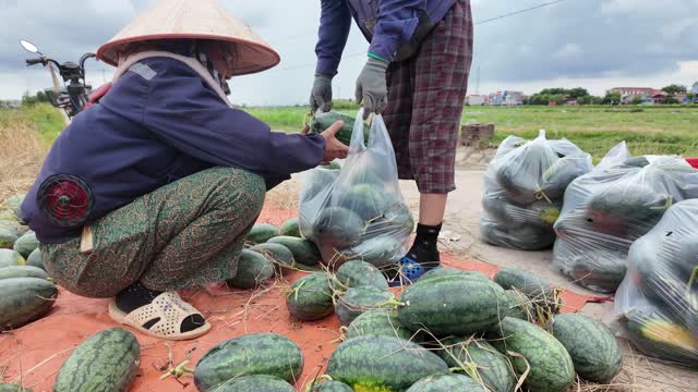 Packing Watermelons Into Plastic Bags
