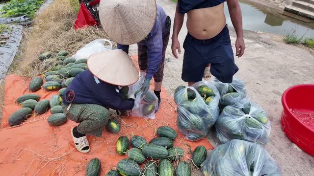 Sorting And Bagging Watermelons
