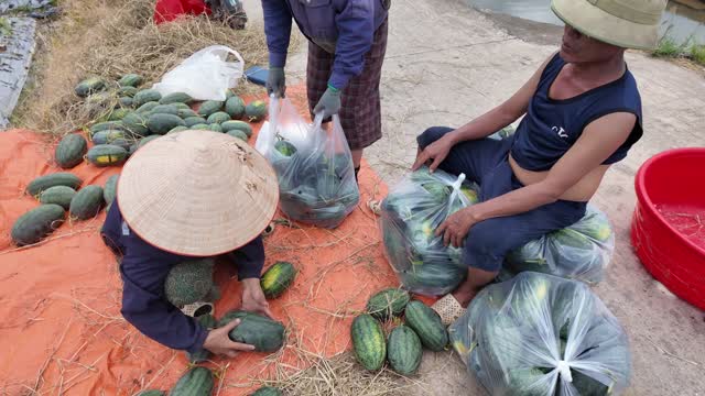 Packing Watermelons By The Canal