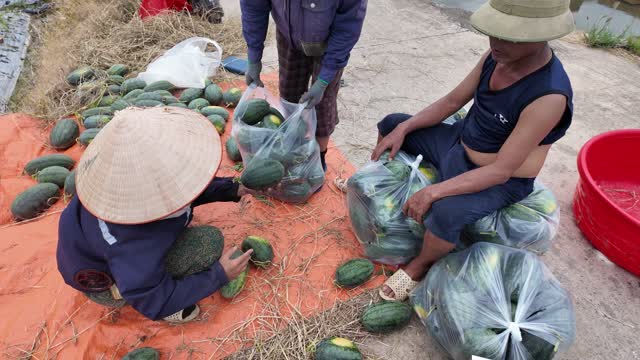 Farmers Bundling Watermelon Bags