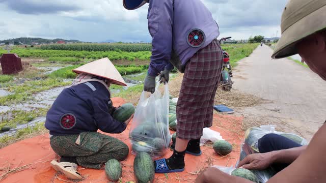 Bagging Watermelons Beside Country Road