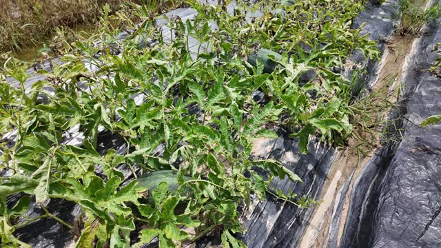 Watermelon Plants Growing On Mulch