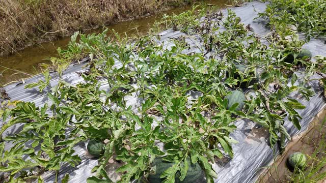Watermelon Field By Water Channel