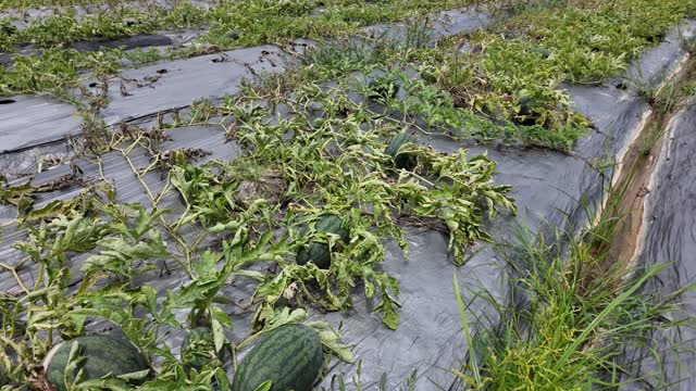 Rows Of Watermelon Crop Field