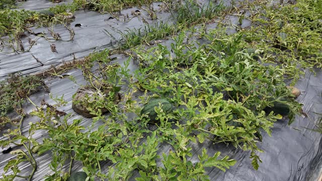 Watermelon Vines And Ripe Fruit