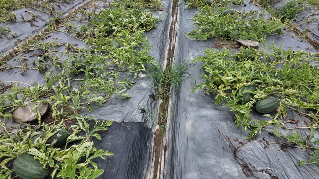 Watermelon Field On Plastic Mulch