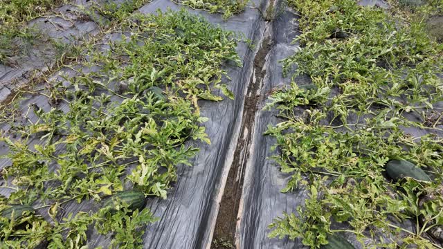 Rows Of Watermelon Vines