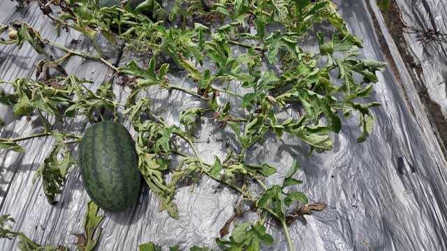 Single Watermelon Among Vines