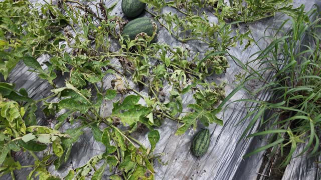 Watermelons On Mulched Field