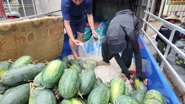 Bagging Watermelons On Truck