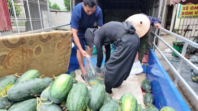 Packing Watermelons Into Bags