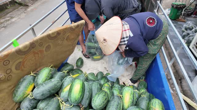 Farmers Bagging Fresh Watermelons