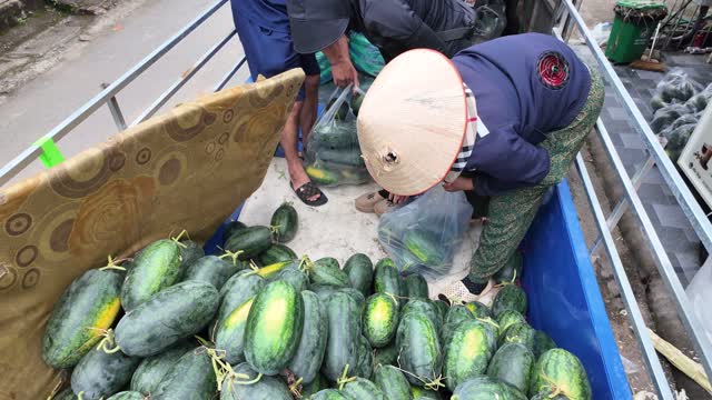 Loading Watermelons Into Sacks