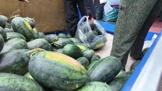Bagging Watermelons Close Up